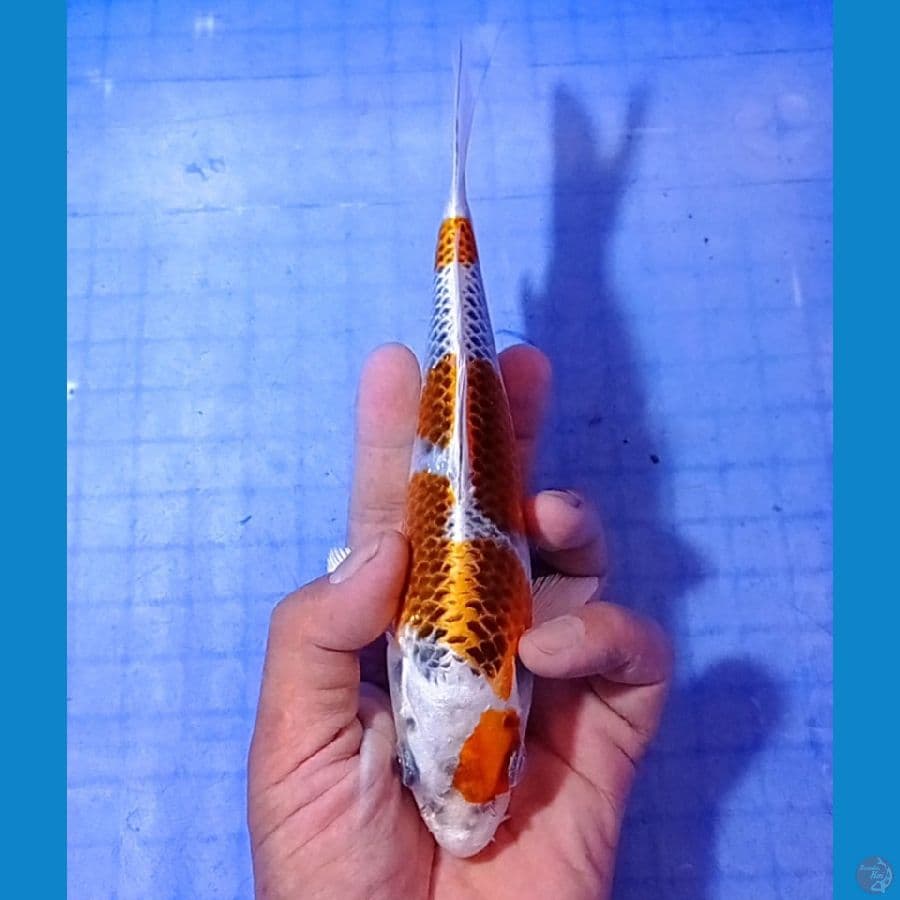 kujaku 20 cm