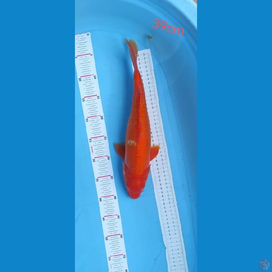 benigoi doitsu tembus 39cm