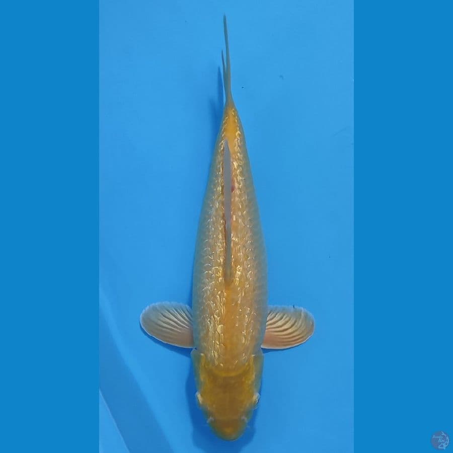 KARASI GINRIN PADAT ~35cm/Feemale~