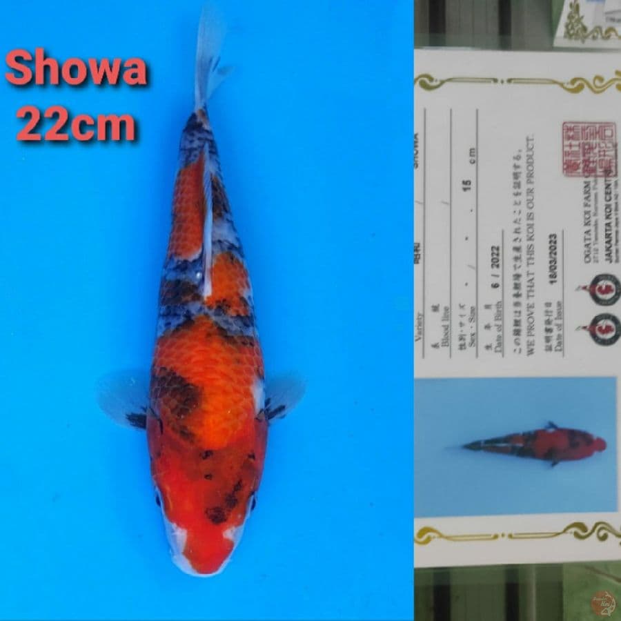OGATA SHOWA 22CM SERTI