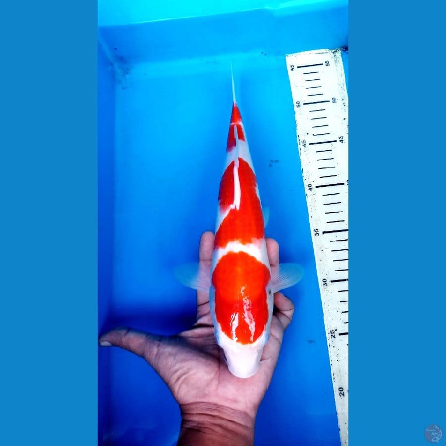 KOHAKU 32 CM / FM