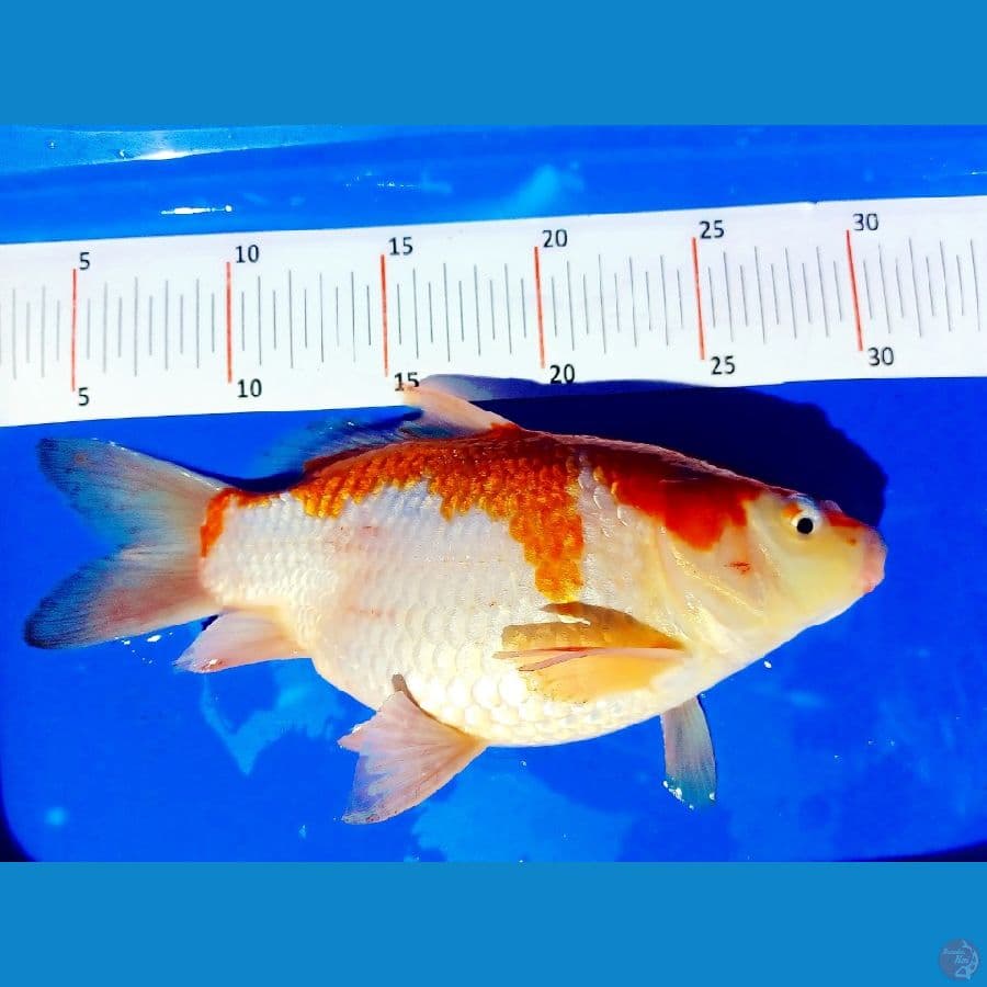 SOTBODIY 26 cm
