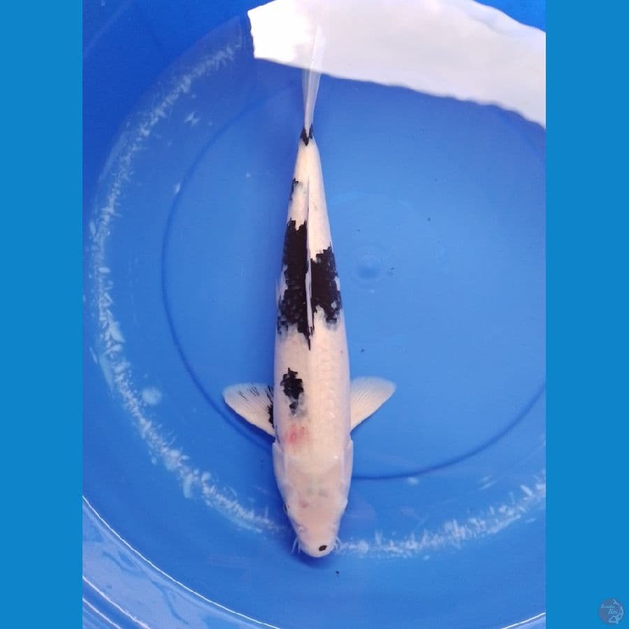 shiro 45cm/female