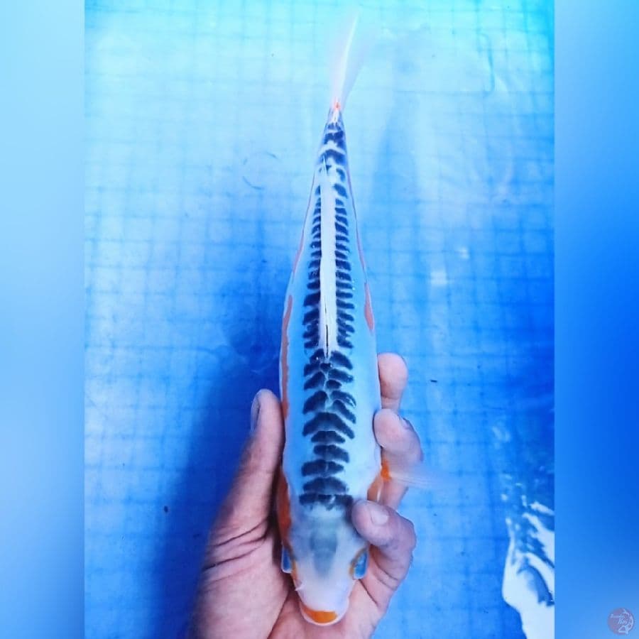 30 cm