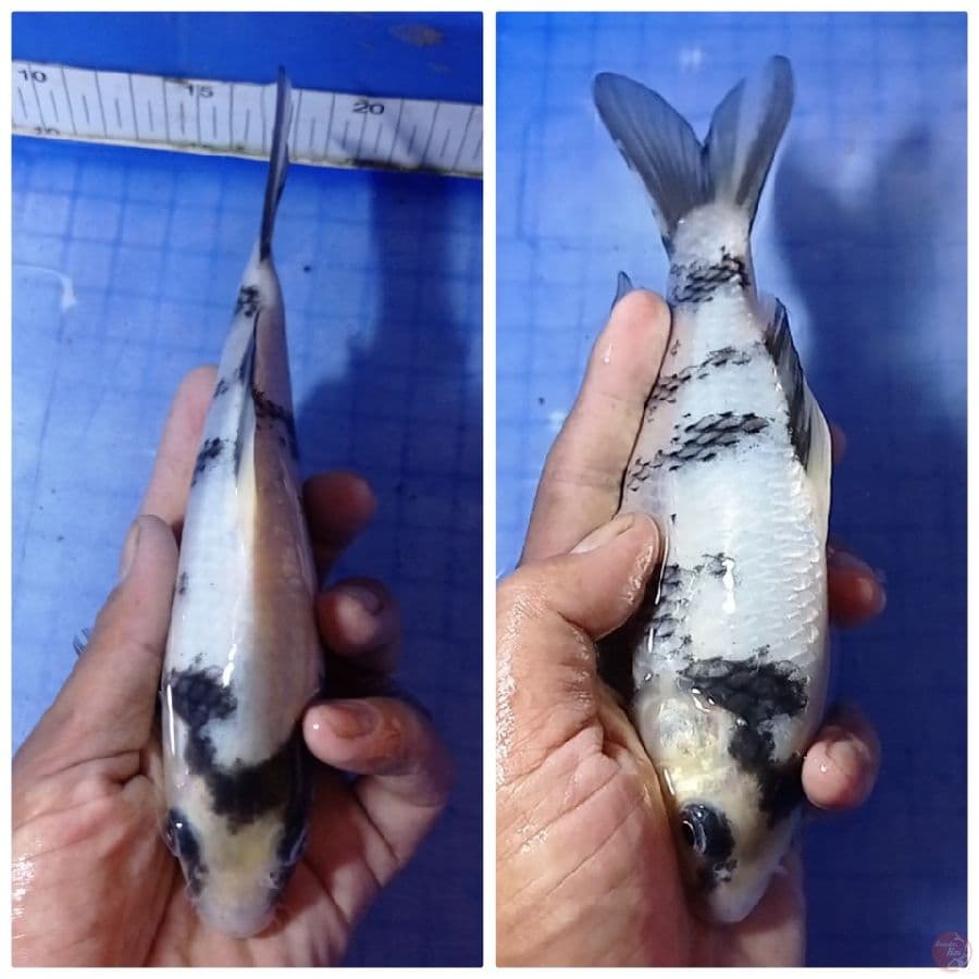 tategoi 20 cm