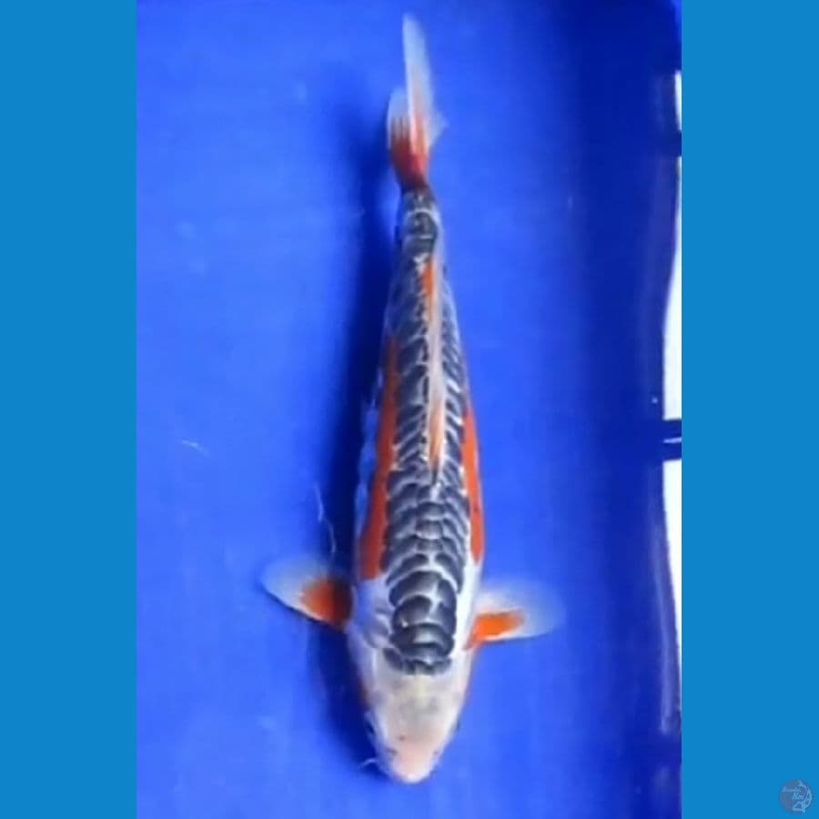 SHUSUI 25CM