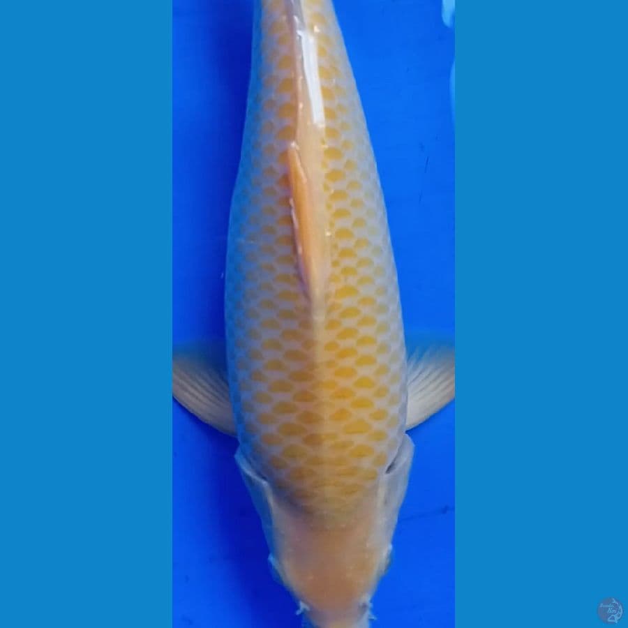 karasi jagung manis