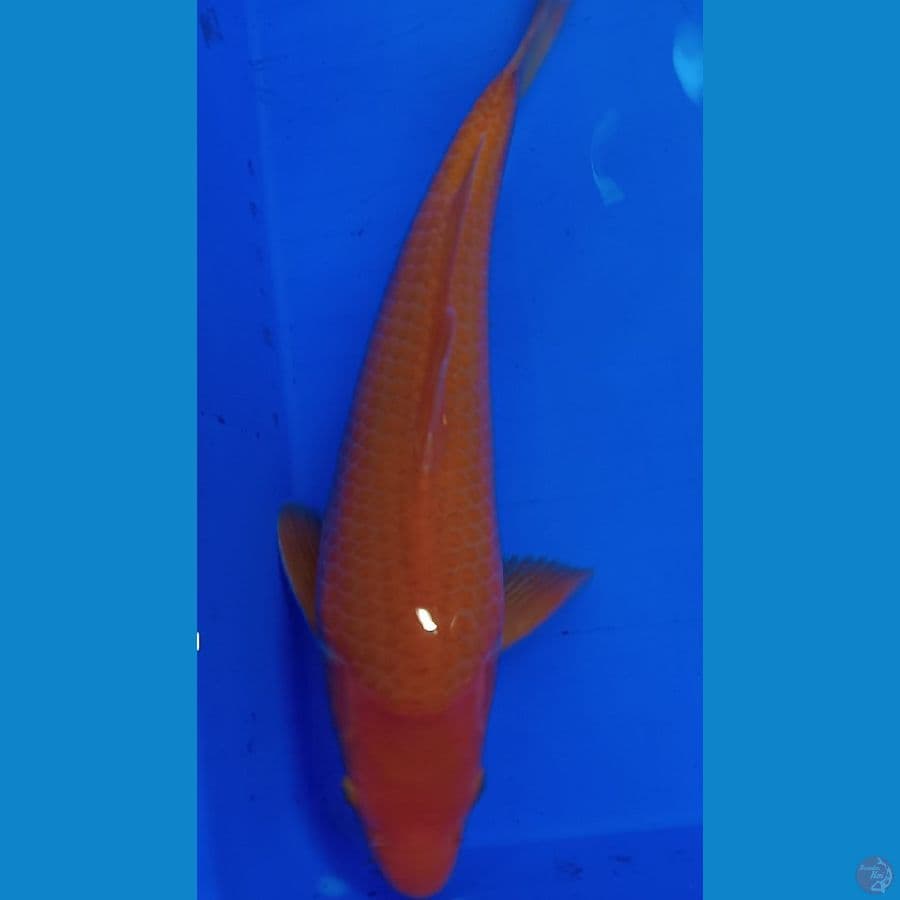 Red karasi