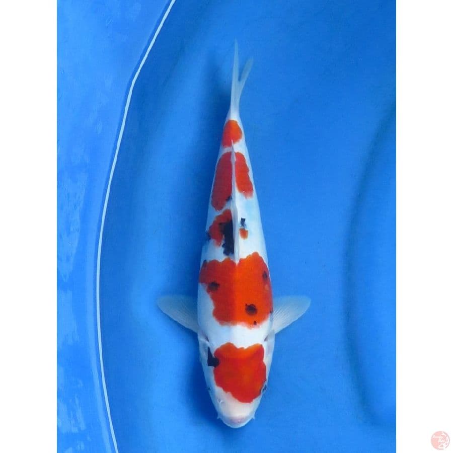 28cm , Taisho Sanke