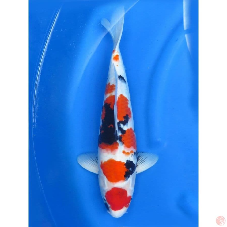 42cm , Non Serti Import - Showa Sanshoku