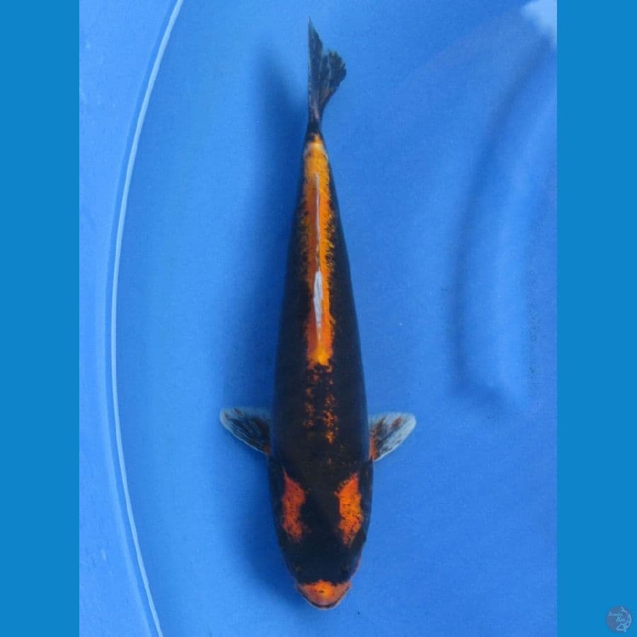 32cm , Kabuto