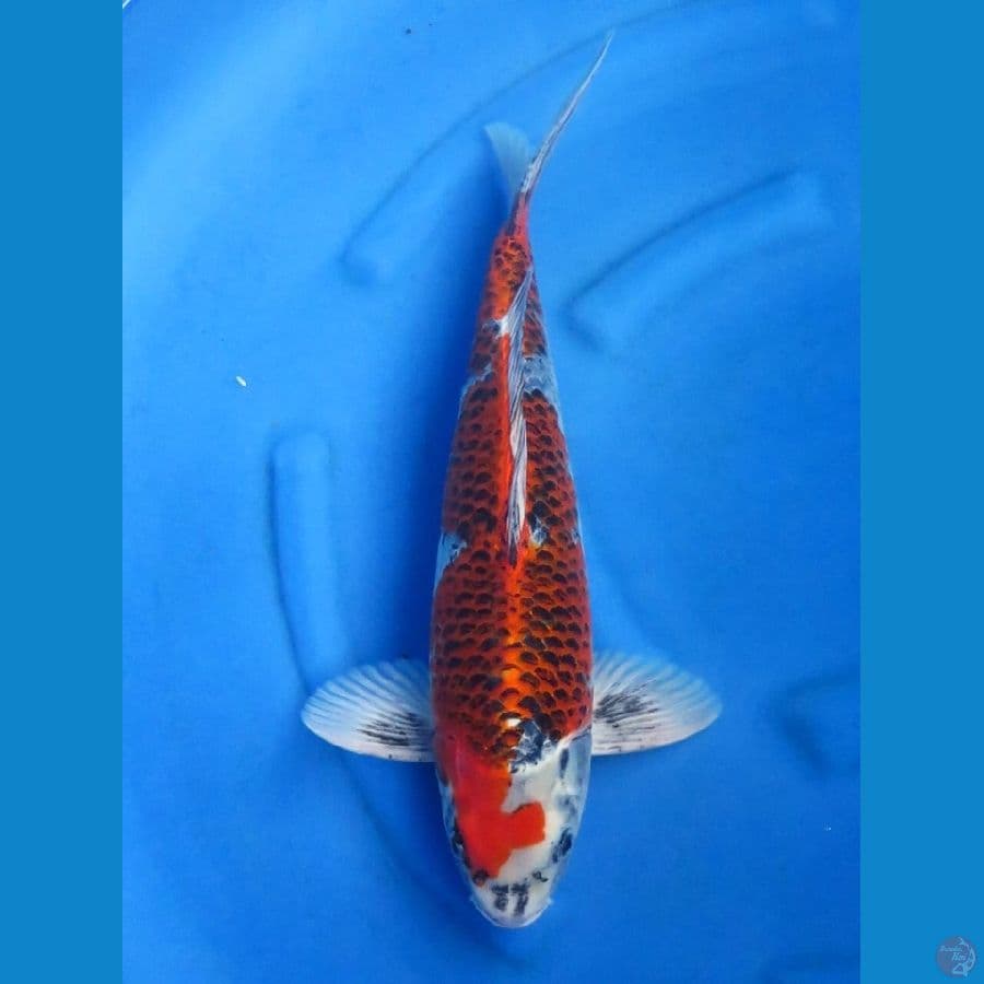 50cm , F1 Goshiki Jumbo !!