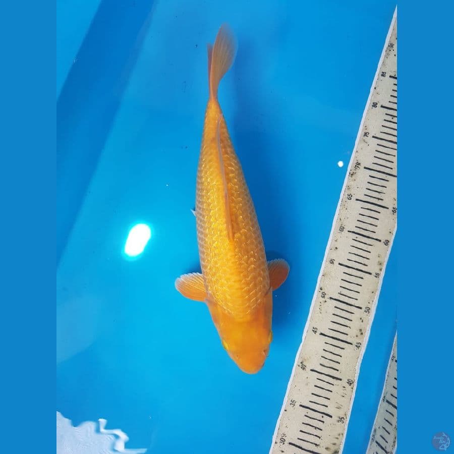 karamel ginrin 45cm body joosss bulky
