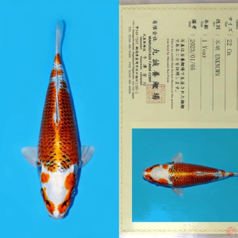 MARUSEI KUJAKU HQ 30CM (unique pattern)