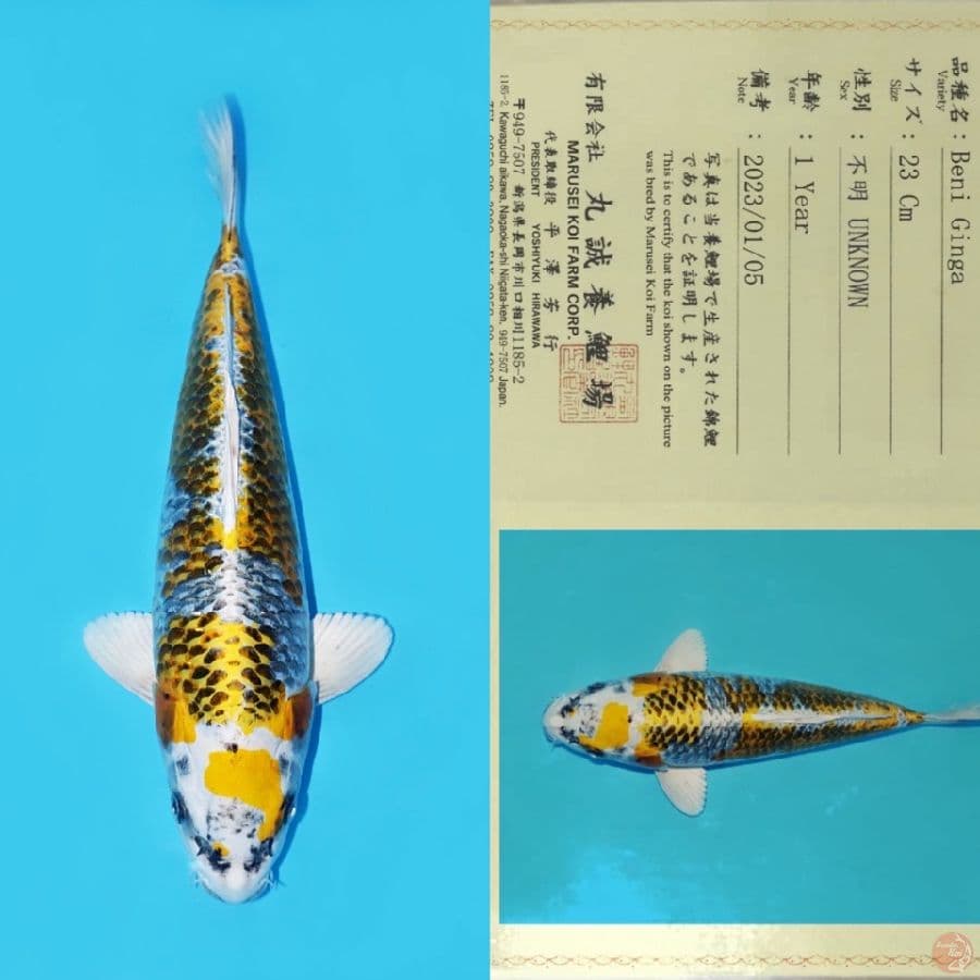 MARUSEI BENI GINGA HQ 31CM (Yellow)