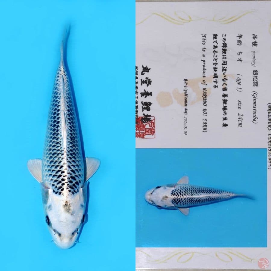 MARUDO GIN MATSUBA HQ 32CM