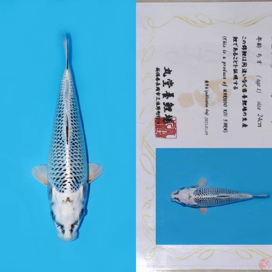 MARUDO GIN MATSUBA HQ 32CM