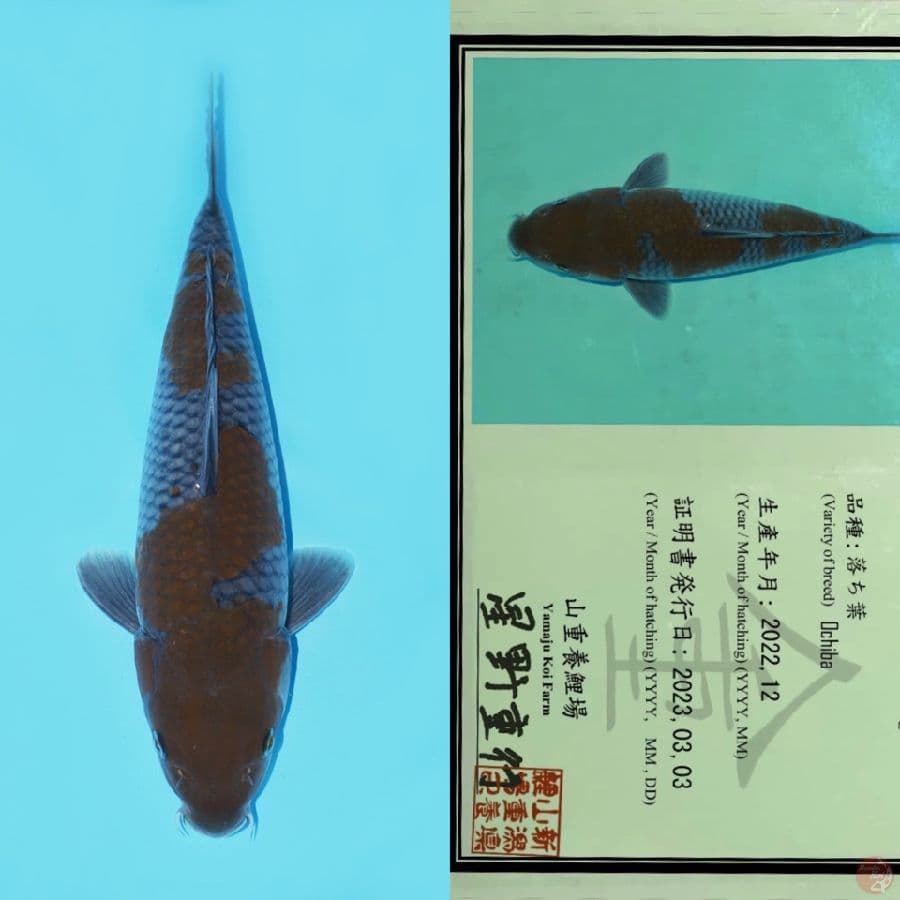 YAMAJU OCHIBA SHIGURE HQ 35CM