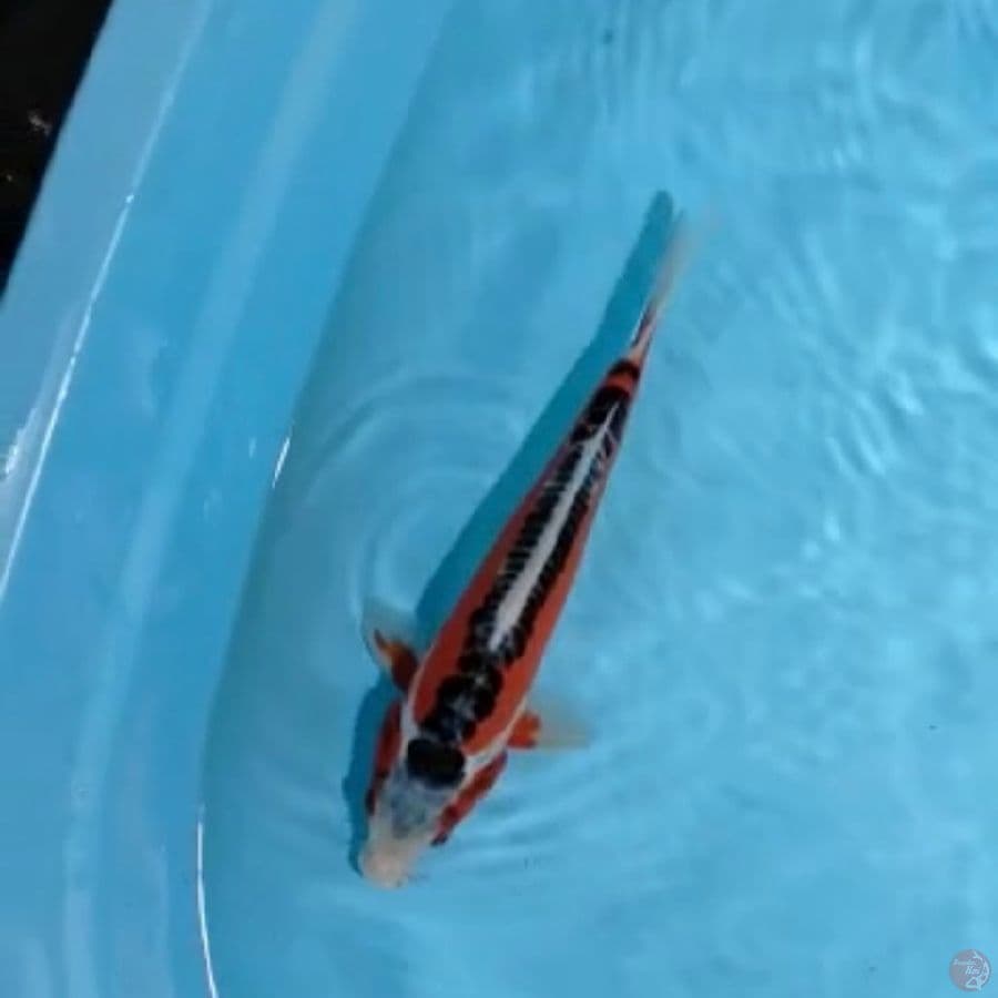 shusui 27cm