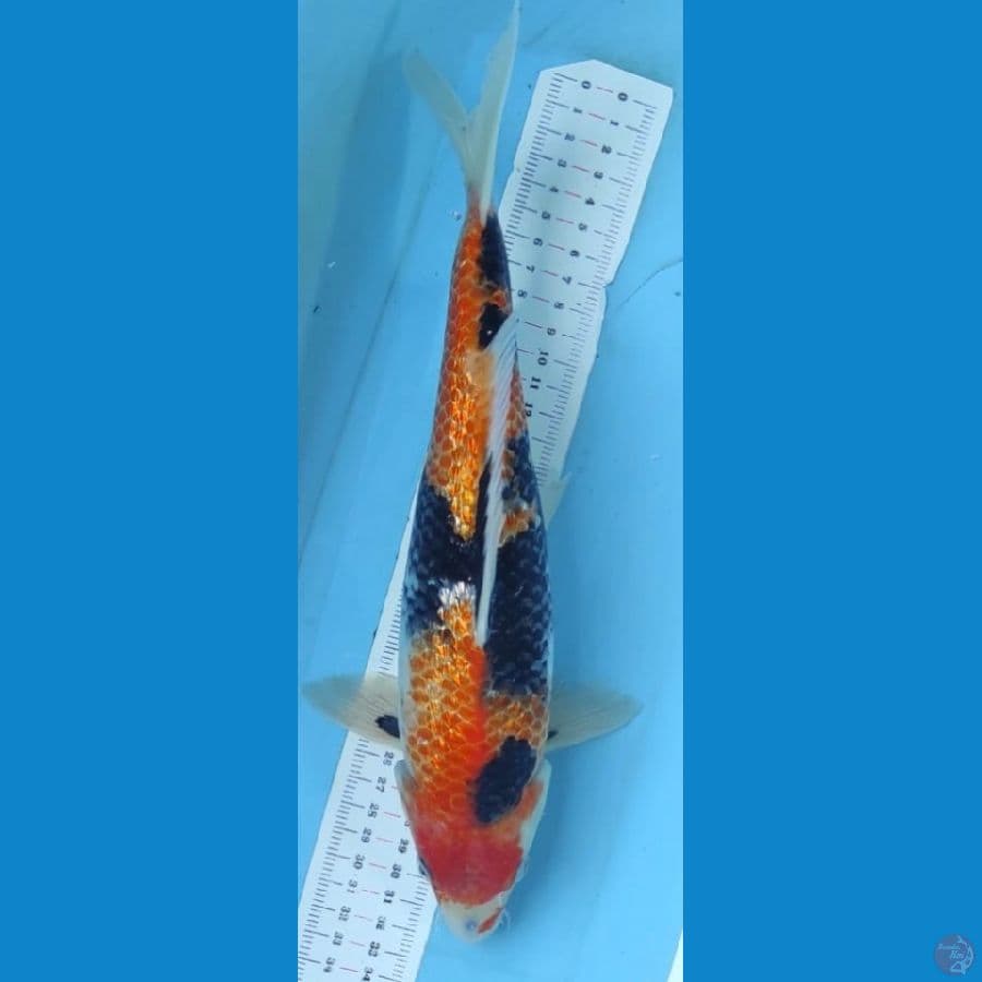 showa ginrin 32cm