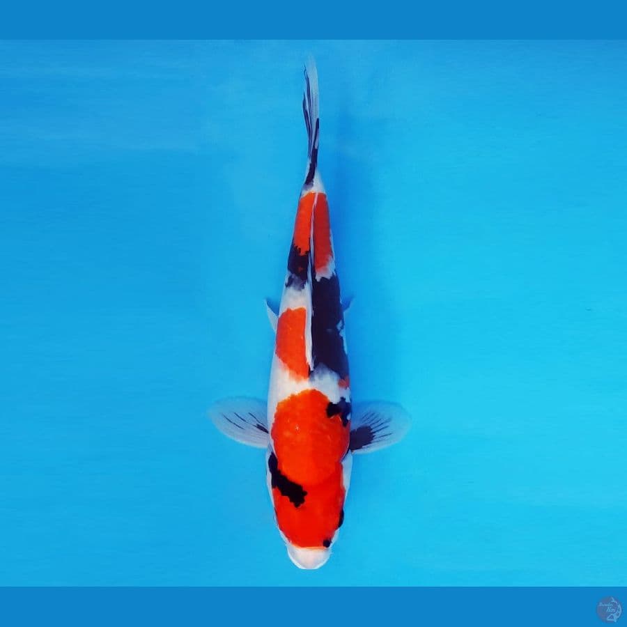 SORYU 1 - Showa 3 steps 30 cm/fm ®