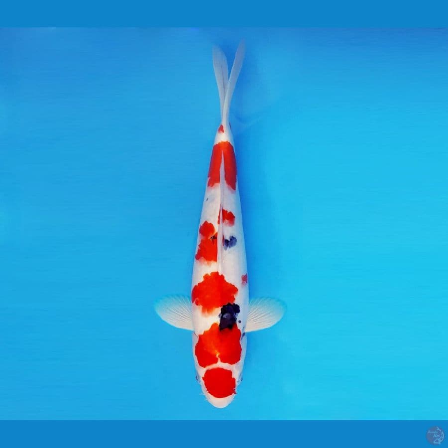 SORYU 2 - Maruten Sanke 36 cm/fm ®