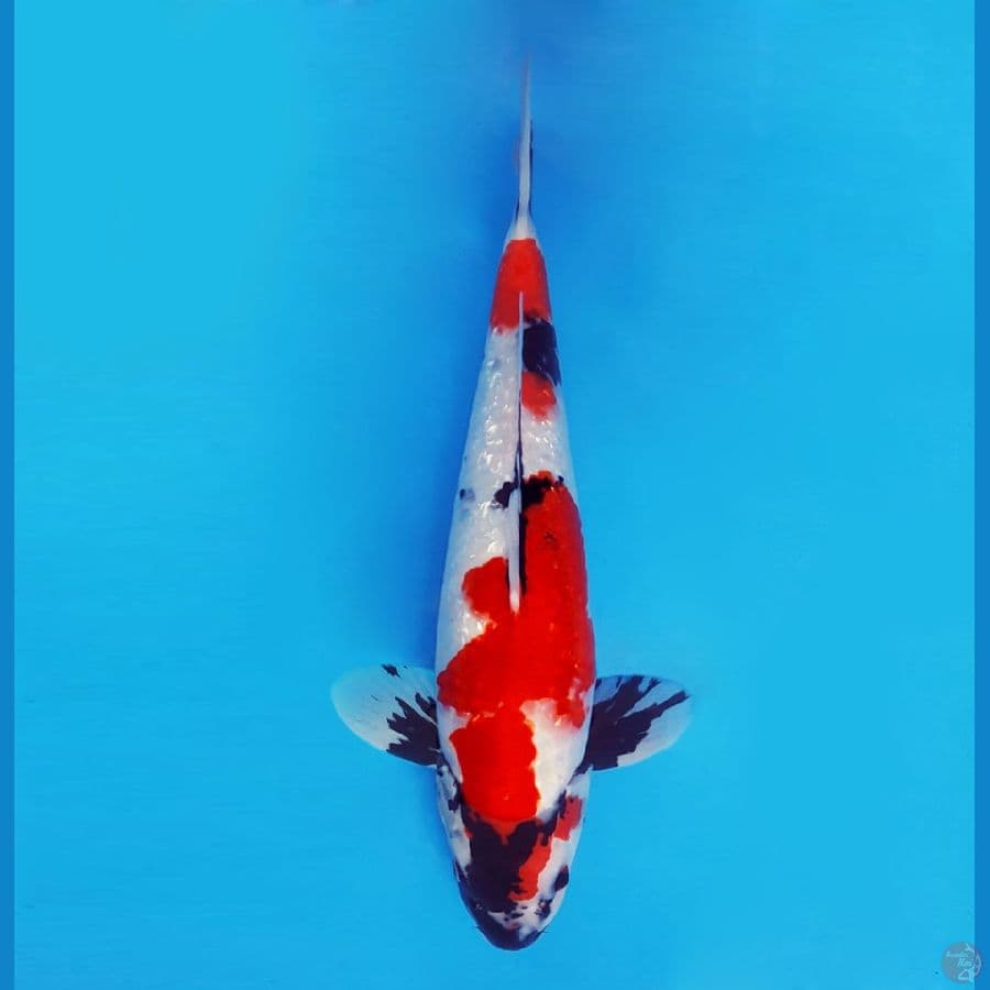 SORYU 7 - Showa Gin Rin 39 cm/fm ®