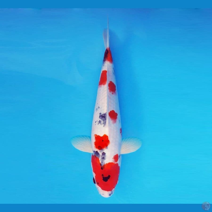 SORYU 12 - Kindai Showa 36 cm/male ®