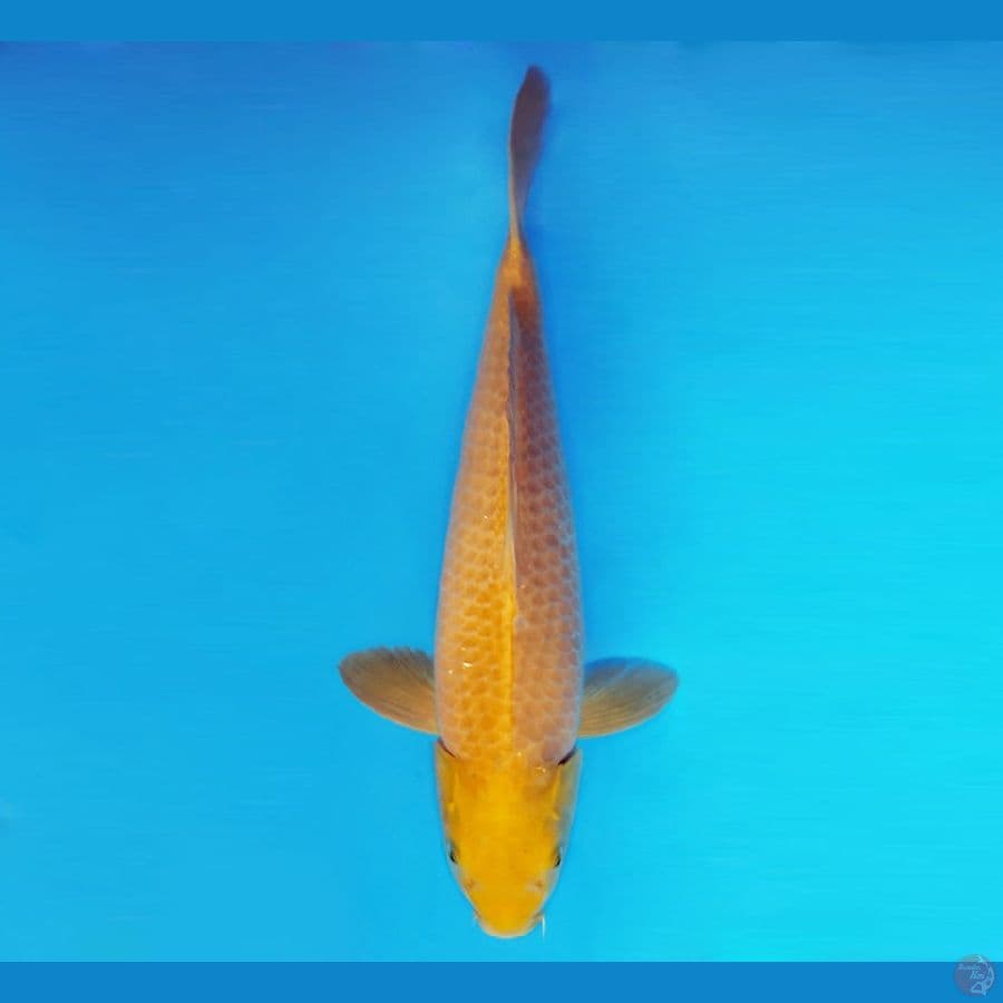 SORYU 13 - Karamel 40 cm/male ®