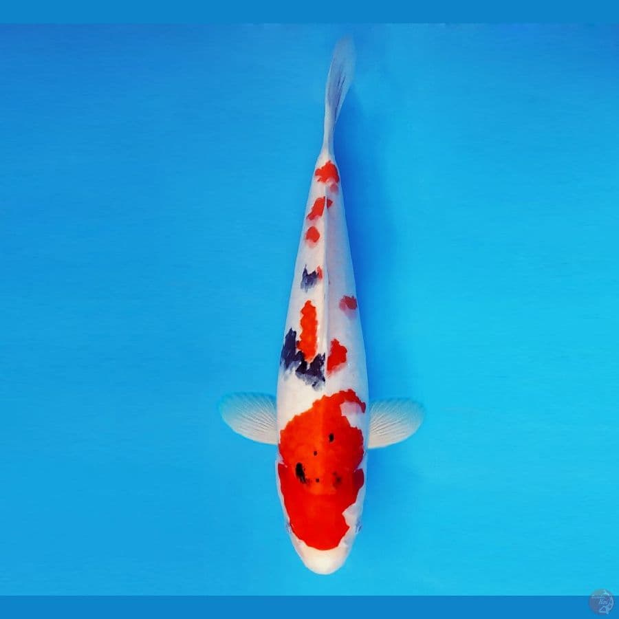 SORYU 14 - Sanke 38 cm/fm ®