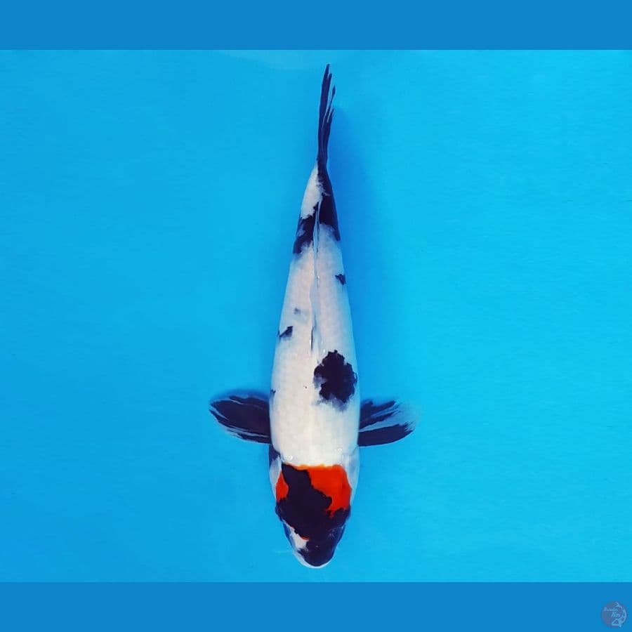 SORYU 15 - Tancho Showa 29 cm/fm ®