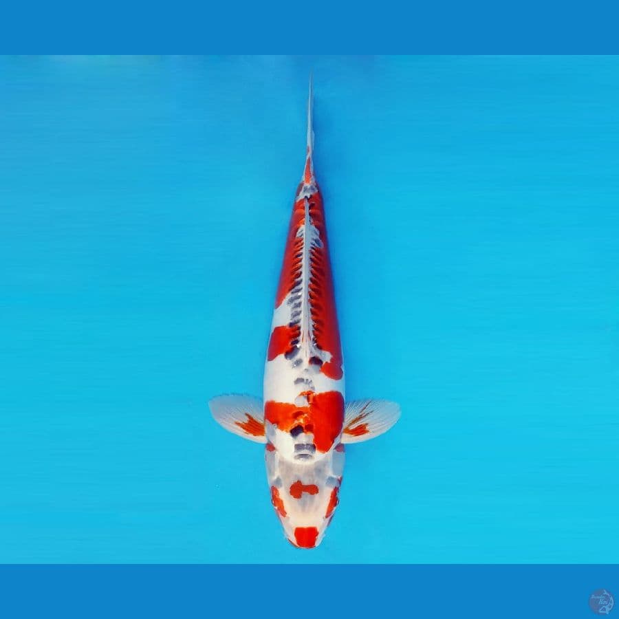 SORYU 18 - Goshiki Doitsu 43 cm/fm ®