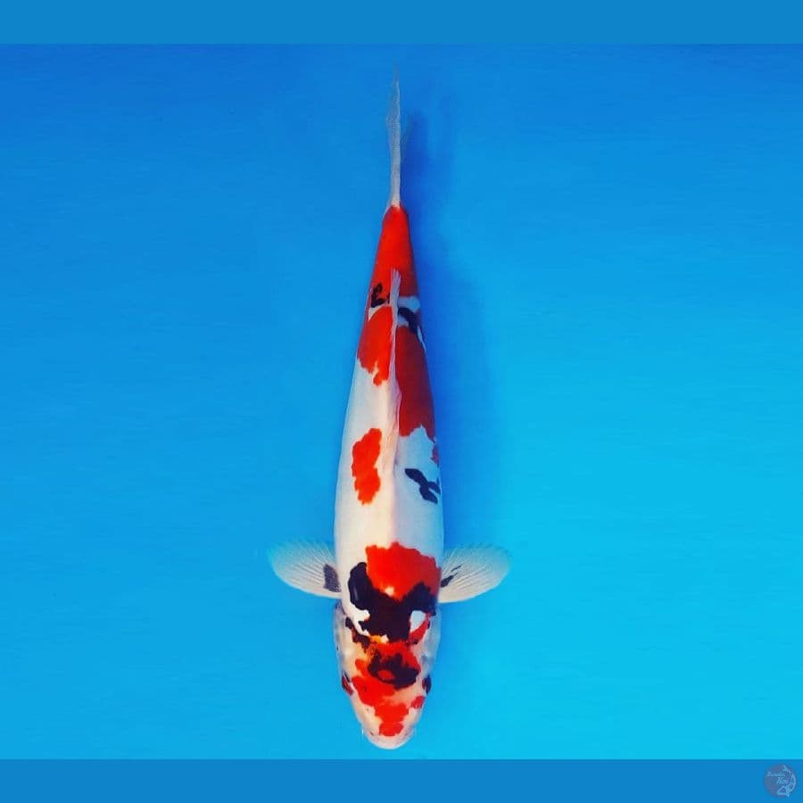 SORYU 19 - Showa Doitsu 38 cm/fm ®