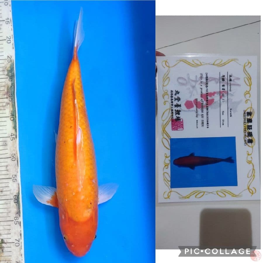 RED KARASHI MARUDO JUMBO 60BU