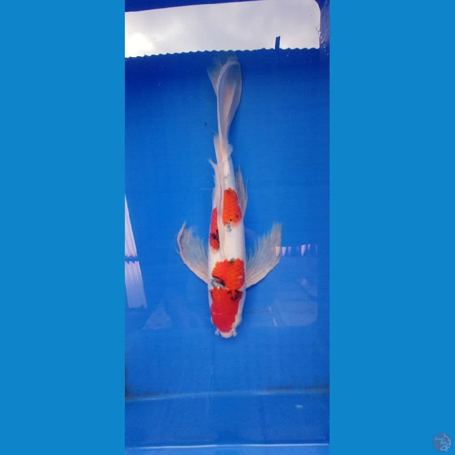 sanke sleyer male 37cm