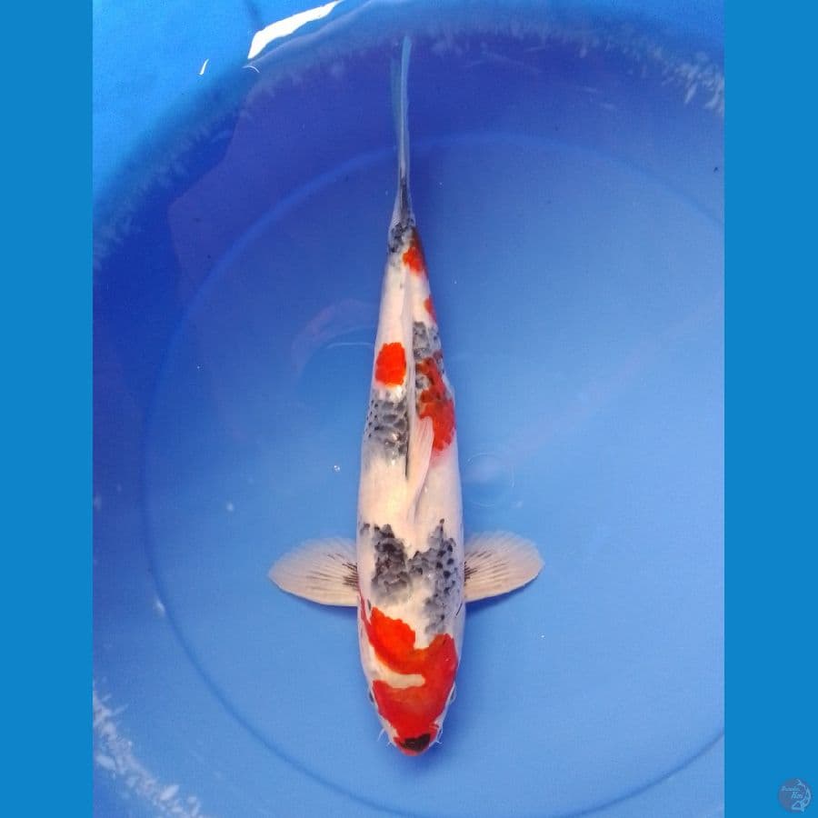 showa 36cm/male