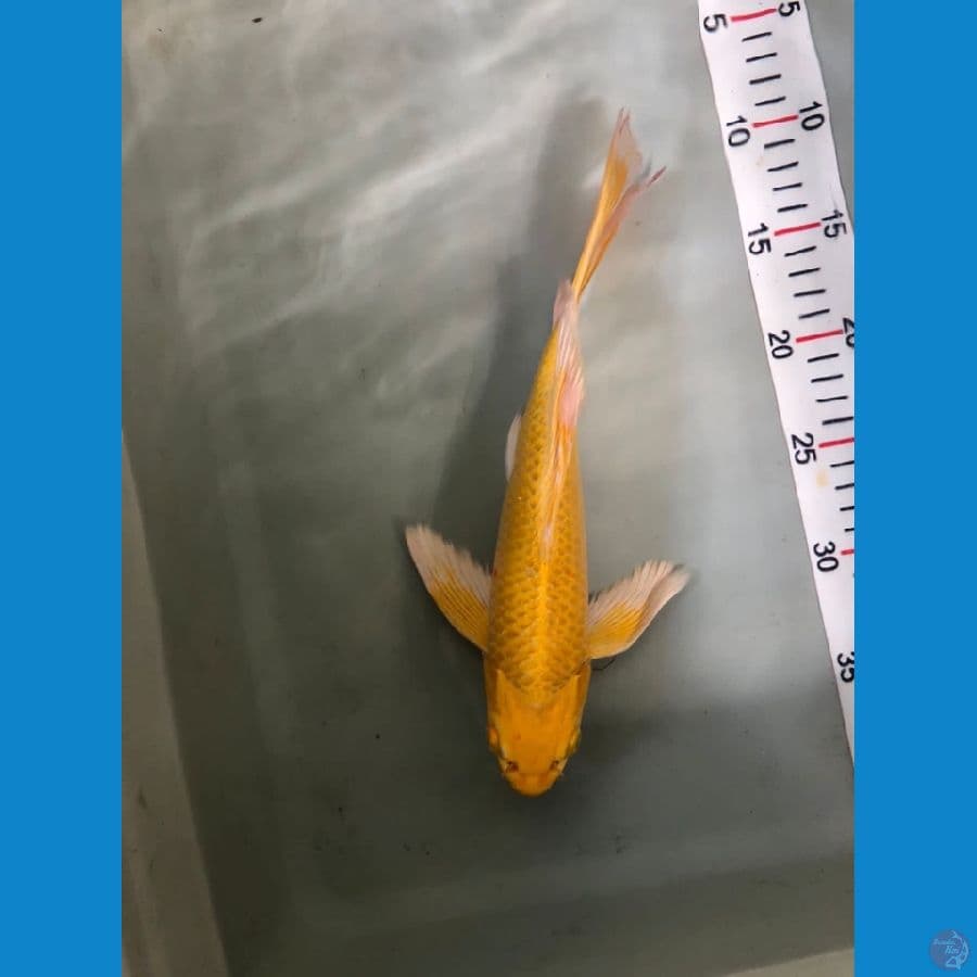 Kumpay ogon 29cm