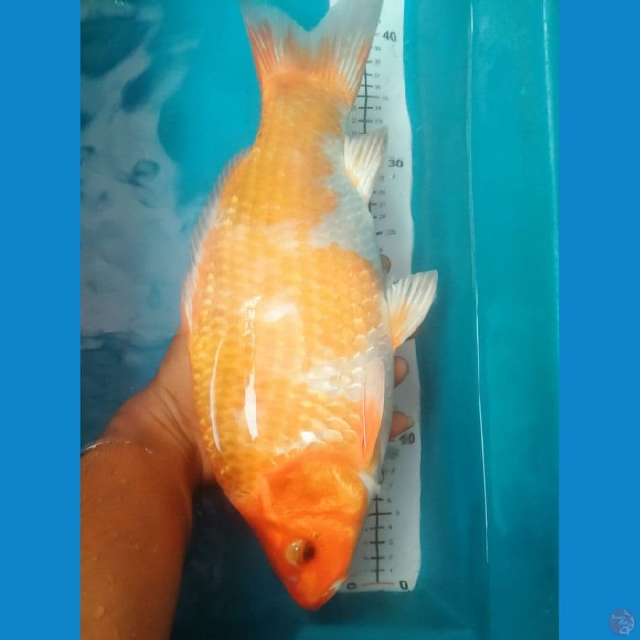 SABIKOYO