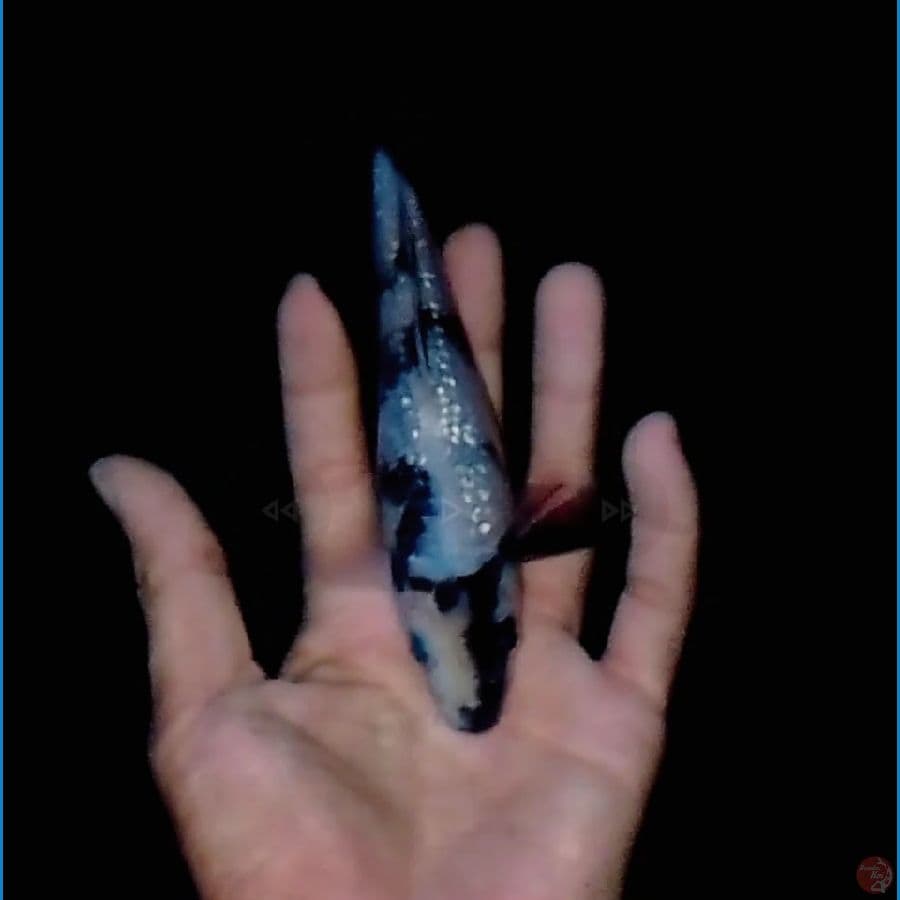 Kinginrin B (skin putih) 16cm