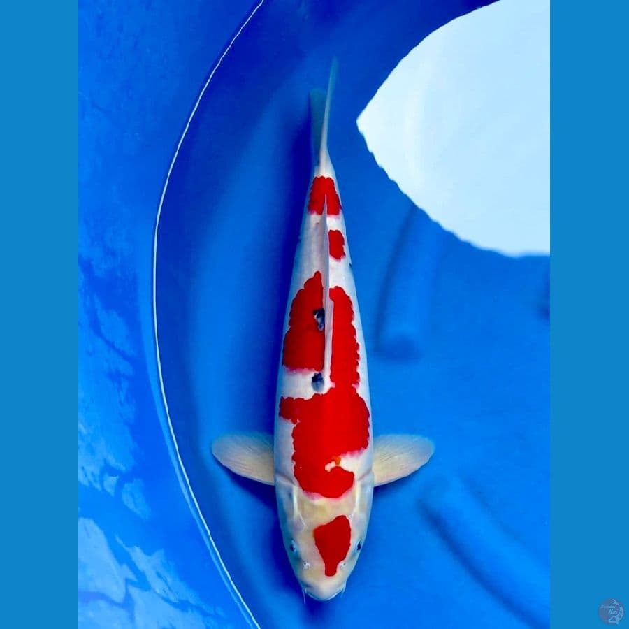 47cm - Jumbo !! Sanke Evo