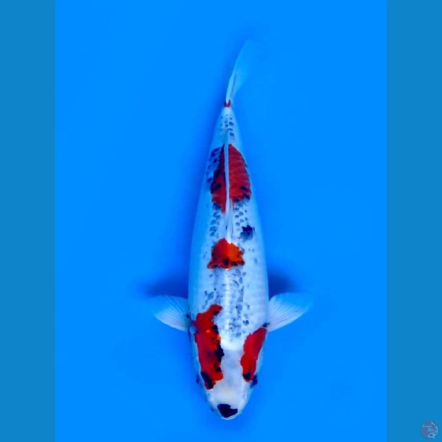 49cm - Jumbo !! Kage Showa