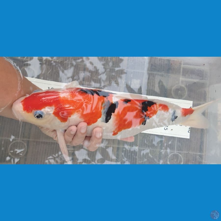 38 cm, sanke