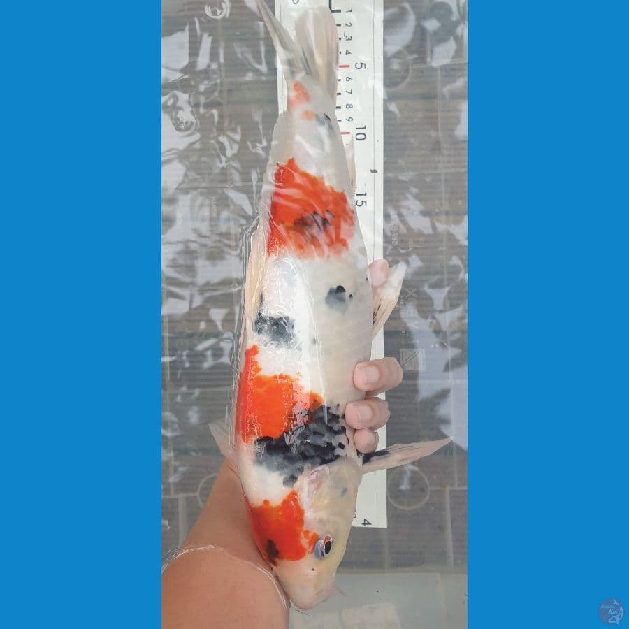 40cm showa