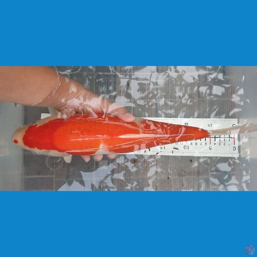 40cm kohaku