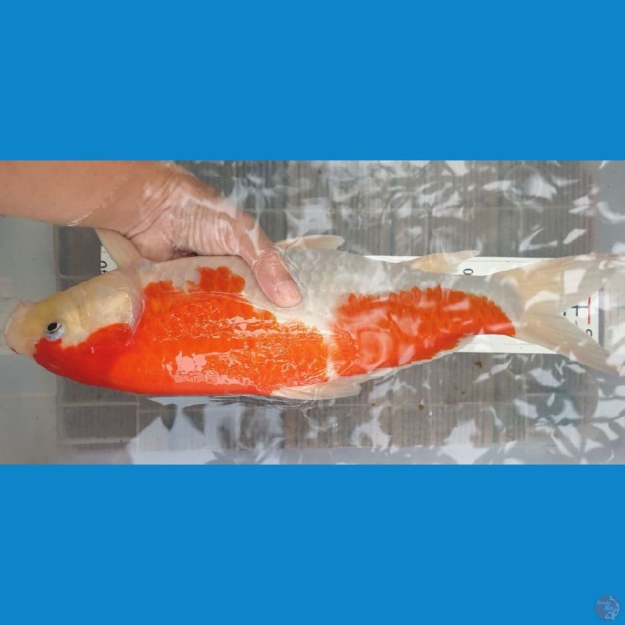 40cm kohaku