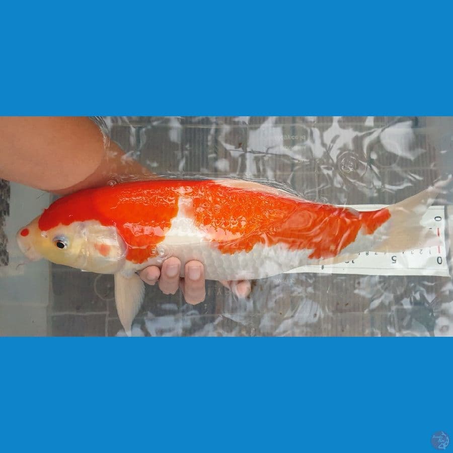40cm kohaku