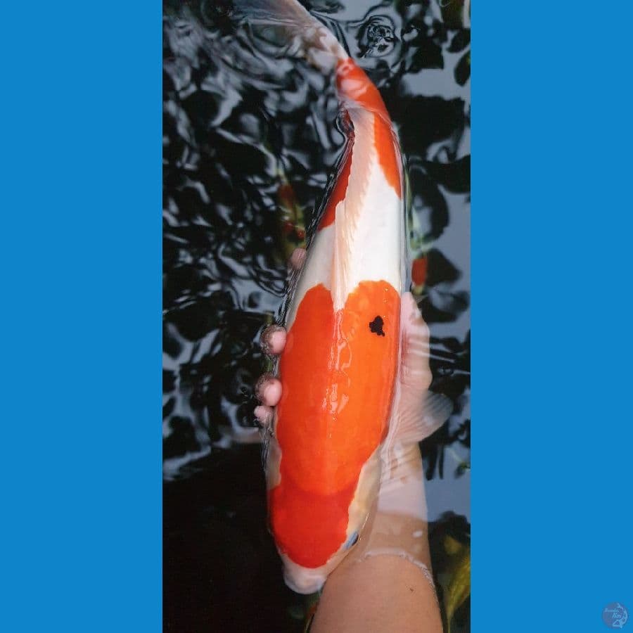 40cm sanke doitsu