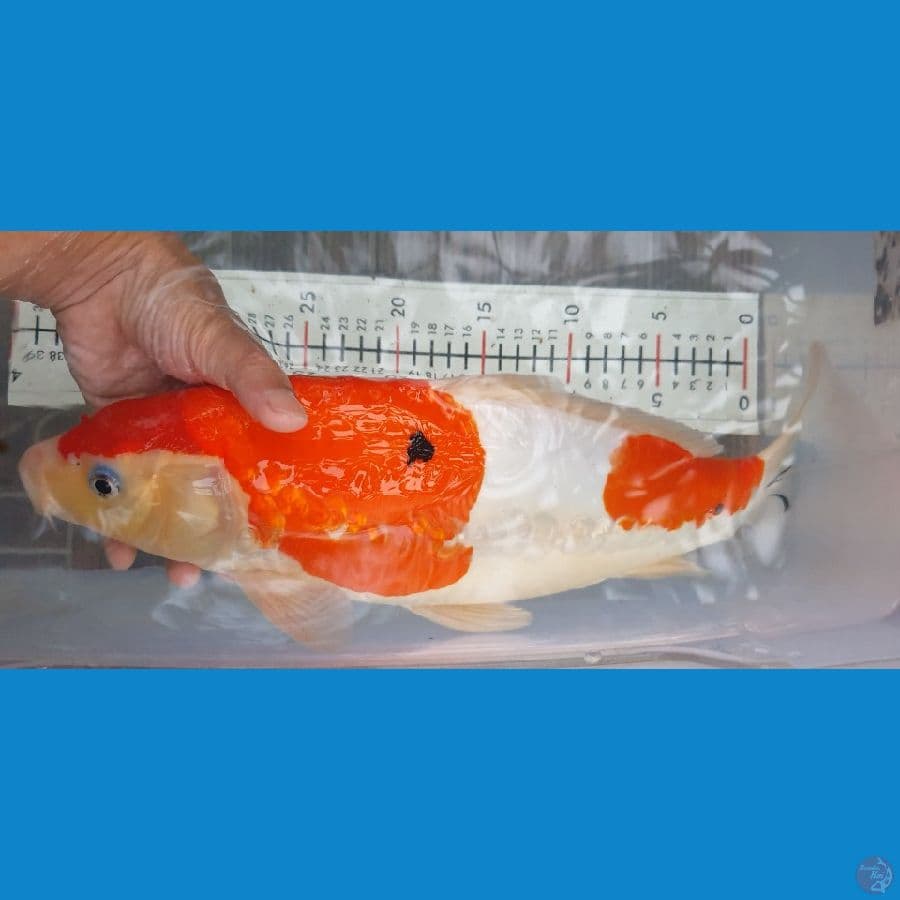 40cm sanke doitsu