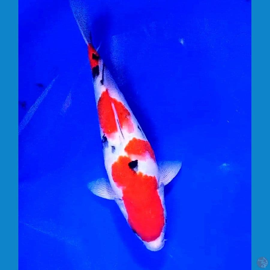 sanke 30 cm