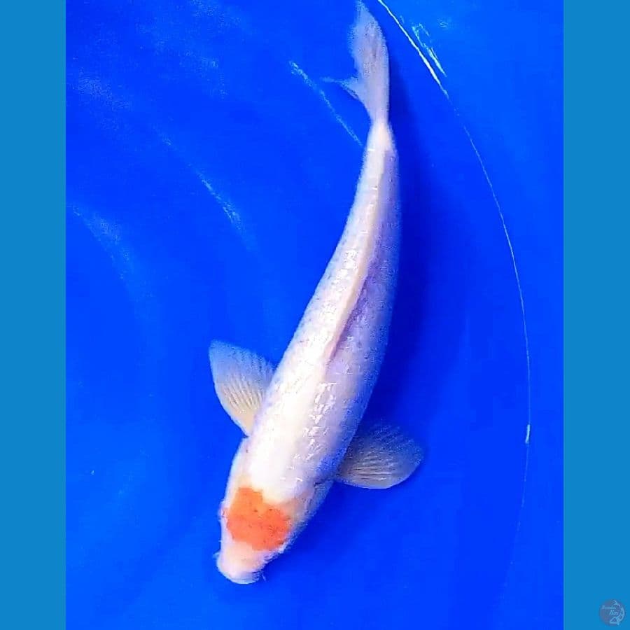tanco koyo ginrin M 35 cm